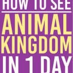 Animal Kingdom is an amazing place in the Walt Disney World. Here is a 1 day plan for you to see the best of what this park has to offer | Disney World | Animal Kingdom |
