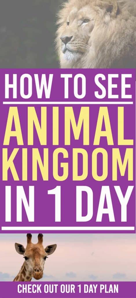Animal Kingdom is an amazing place in the Walt Disney World. Here is a 1 day plan for you to see the best of what this park has to offer | Disney World | Animal Kingdom | Animal Kingdom 1 day Plan