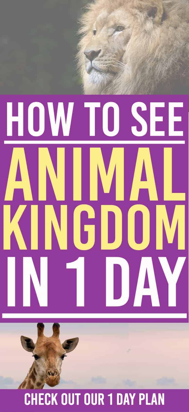 Disney World's Animal Kingdom Plan How to Plan Your Day at Disney